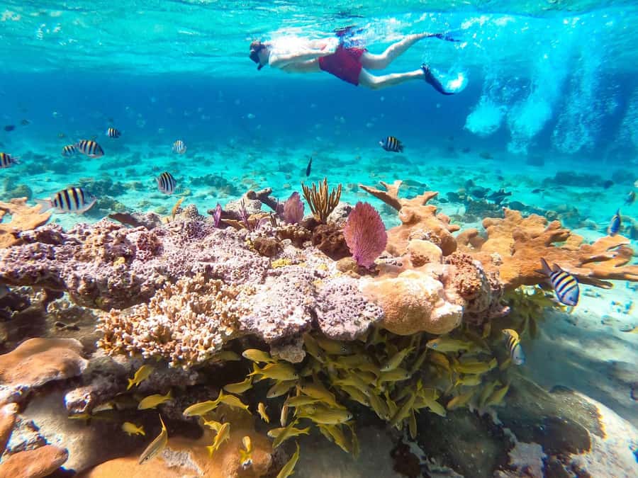 Hurghada: Day Snorkeling with Dolphins - Why Dolphin Reef snorkeling in Hurghada feels worth the effort