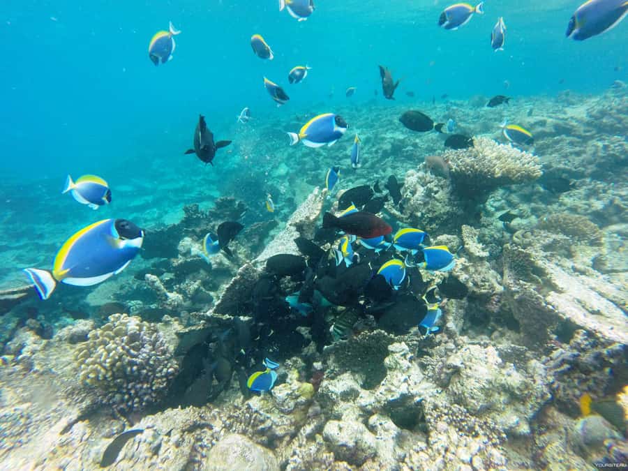 Hurghada: Day Snorkeling with Dolphins - Morning pickup and getting to the marina without stress