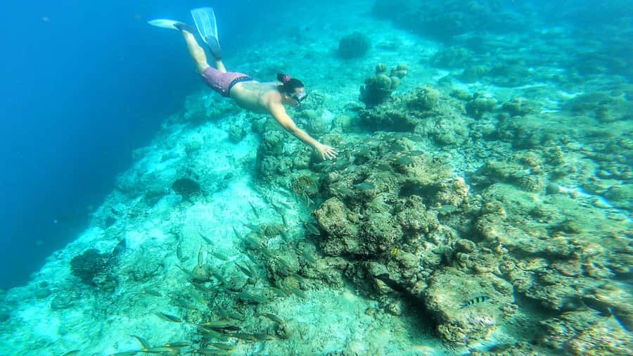 Hurghada: Day Snorkeling with Dolphins - Boat time, lunch, and small comforts that matter on a full-day trip