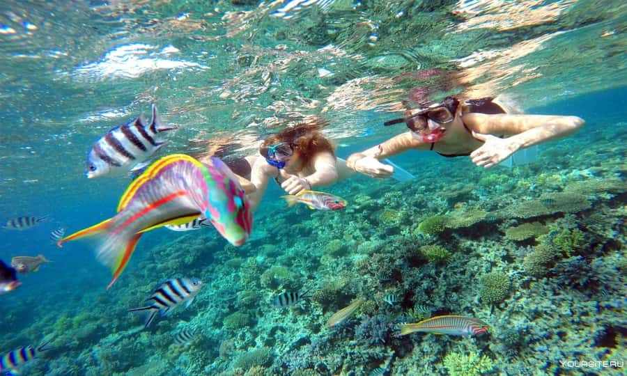 Hurghada: Day Snorkeling with Dolphins - Snorkeling after the dolphins: coral and fish you can look for