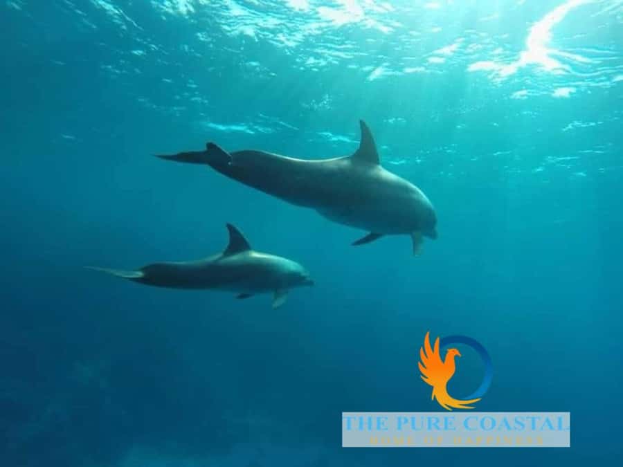 Hurghada: Day Snorkeling with Dolphins - Language support: what it means for your day on the water