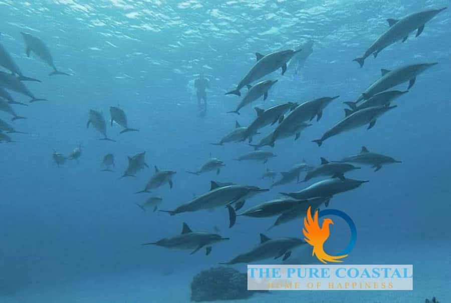 Hurghada: Day Snorkeling with Dolphins - Who this 7-hour Hurghada dolphin snorkeling trip suits best
