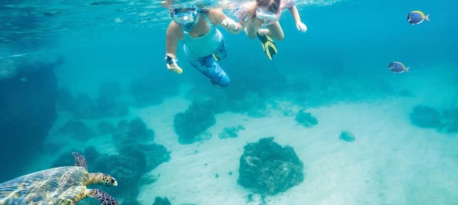 Hurghada: Day Snorkeling with Dolphins - What the $42 price covers, and what costs extra on the day