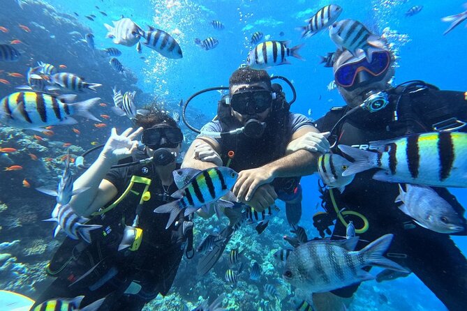 Hurghada Diving Adventure one Day with two Dives Boat Trip - Marriott Beach Resort Pickup and the Morning Flow
