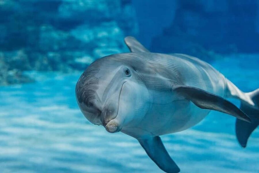 Hurghada: Dolphin & Coral Reef Snorkeling Tour with Lunch - A $29 Red Sea day: dolphins, reefs, and lunch in 6 to 7 hours