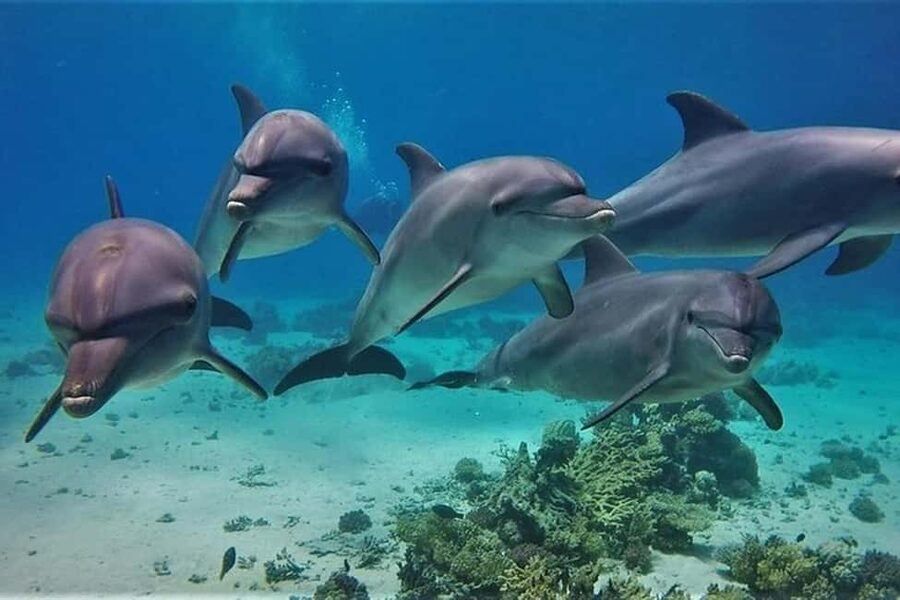 Hurghada: Dolphin & Coral Reef Snorkeling Tour with Lunch - Dolphin spotting: how to set expectations and work with the ocean