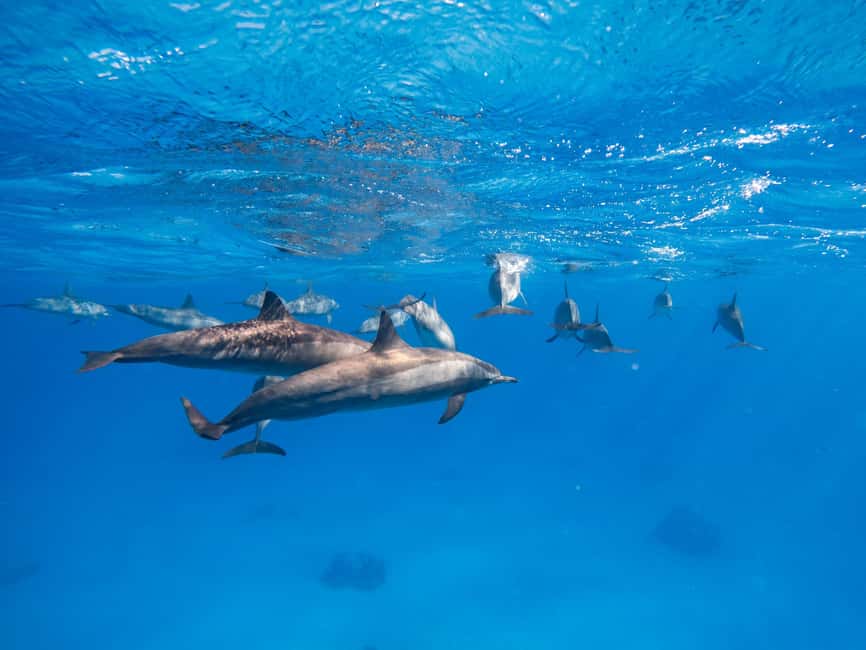 Hurghada: Dolphin & Coral Reef Snorkeling Tour with Lunch - Who should book this dolphin and coral reef snorkeling tour