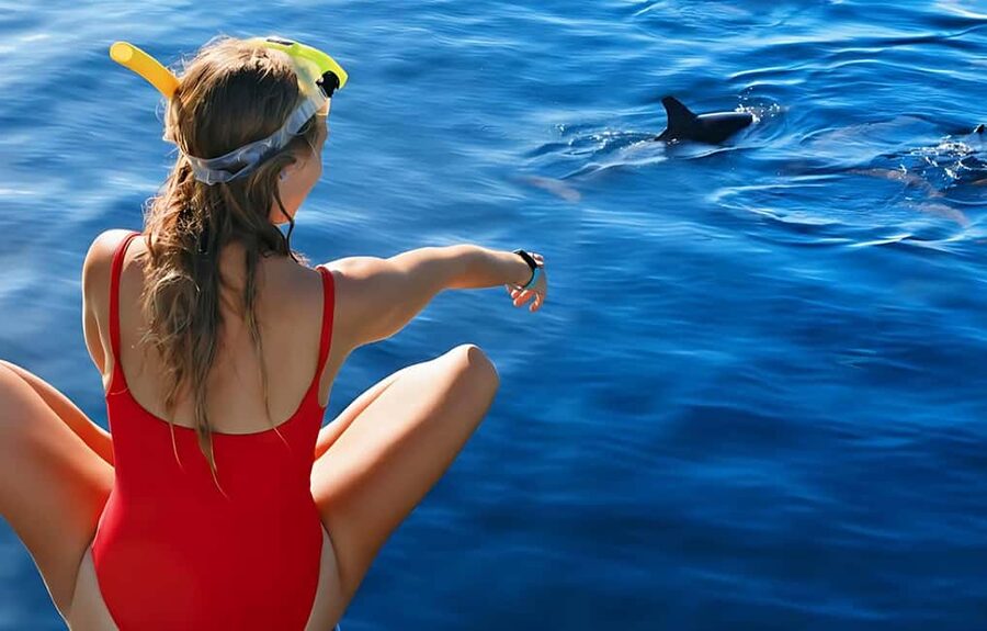 Hurghada: Dolphin Cruise with Snorkeling & Buffet Lunch - From Public Beach Number 9 to a Full Red Sea Day
