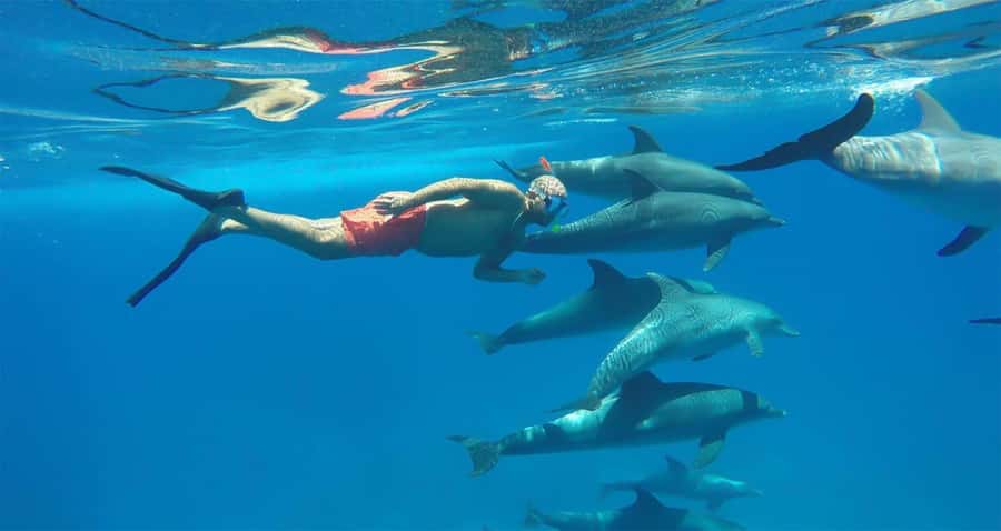 Hurghada: Dolphin watch Cruise with optional pickup - Key things to know before you go