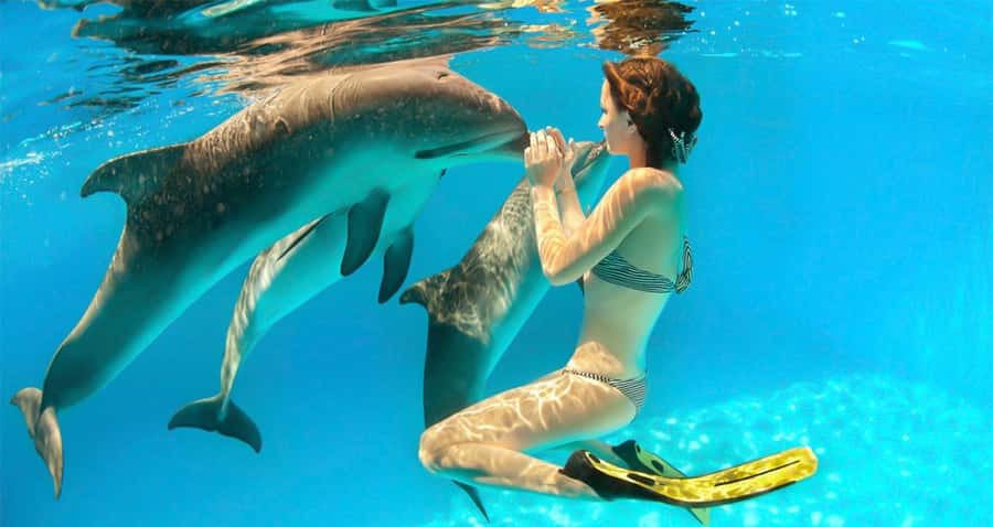 Hurghada: Dolphin watch Cruise with optional pickup - Why this Hurghada dolphin watch cruise is a good use of your time