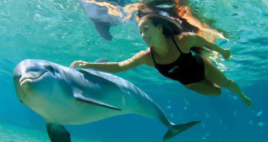 Hurghada: Dolphin watch Cruise with optional pickup - The yacht cruise and snorkeling stops, and what each time block is for