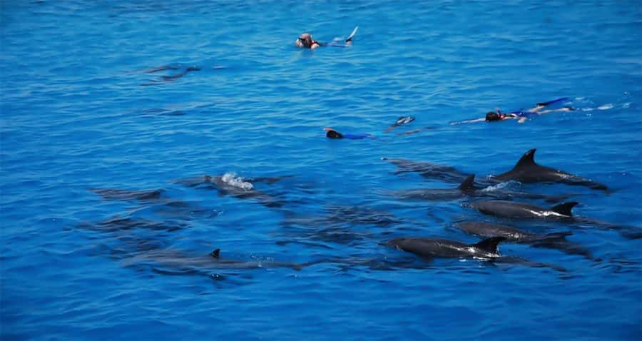 Hurghada: Dolphin watch Cruise with optional pickup - Red Sea reef snorkeling: what you should bring and what to expect