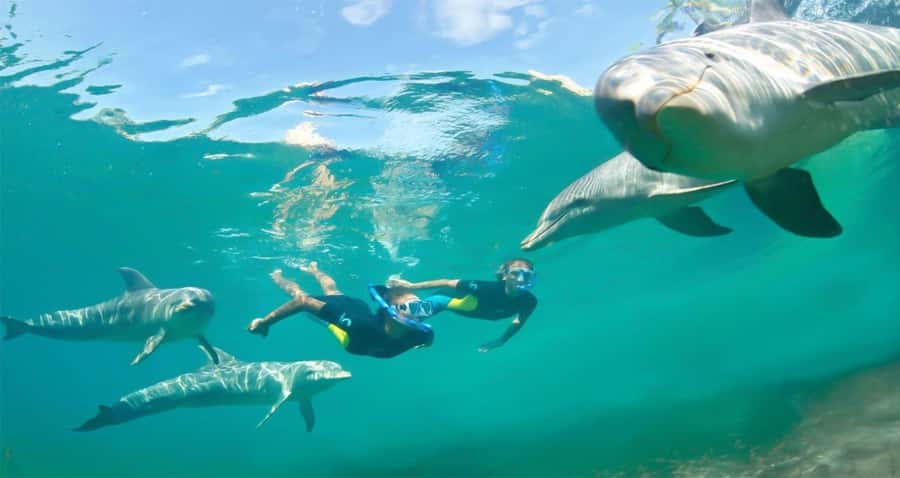 Hurghada: Dolphin watch Cruise with optional pickup - Dolphin watching and Dolphin House: how to manage expectations the right way