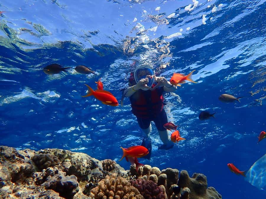 Hurghada: Dolphin watch Cruise with optional pickup - Lunch, drinks, and the real comfort of being on the water