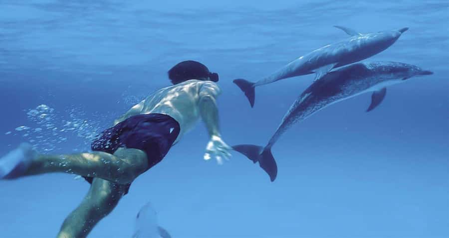 Hurghada: Dolphin watch Cruise with optional pickup - Price and value: is $32 a fair deal?