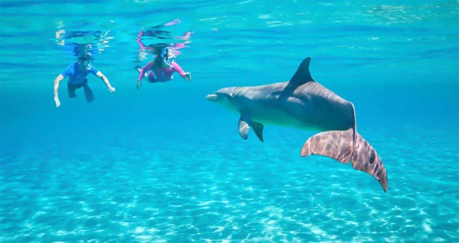 Hurghada: Dolphin watch Cruise with optional pickup - Getting to Egypt Sunmarine Fleet, and how the optional pickup really works