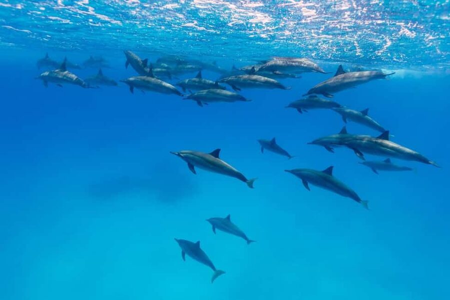 Hurghada: Dolphin Watching Boat Tour with Snorkeling & Lunch - Who should book this, and who should skip it