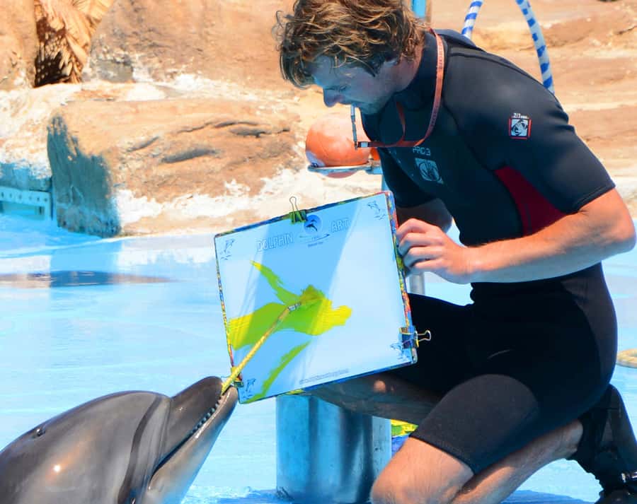 Hurghada: Dolphin World Show with Walruses and Pickup - Dolphin World Hurghada: an outdoor show built for easy mornings