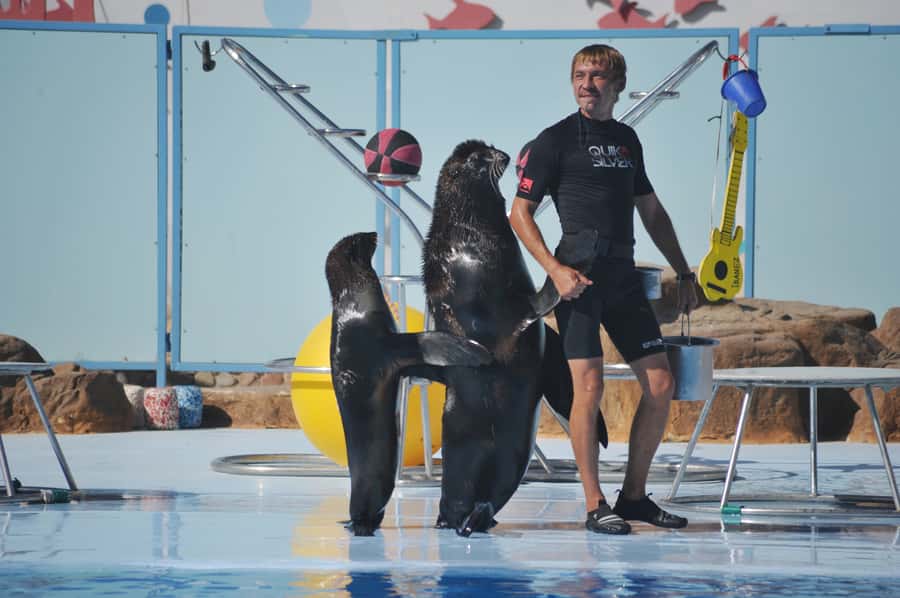 Hurghada: Dolphin World Show with Walruses and Pickup - Trainers matter: the skill you notice up close