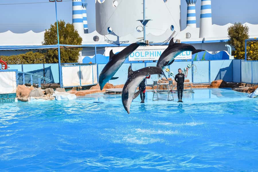 Hurghada: Dolphin World Show with Walruses and Pickup - Sea lions and walruses, plus the site walk after the show