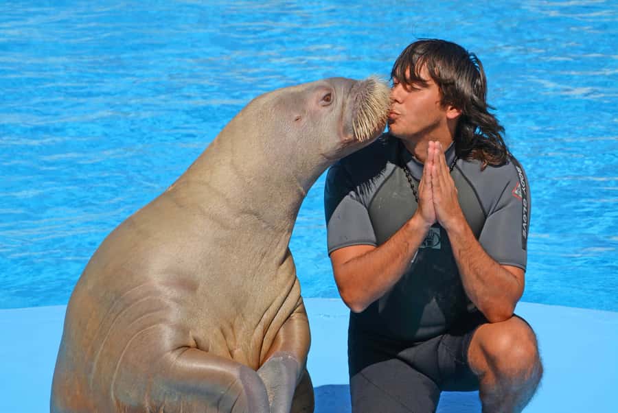Hurghada: Dolphin World Show with Walruses and Pickup - Getting there smoothly: pickup from Hurghada and Makadi Bay