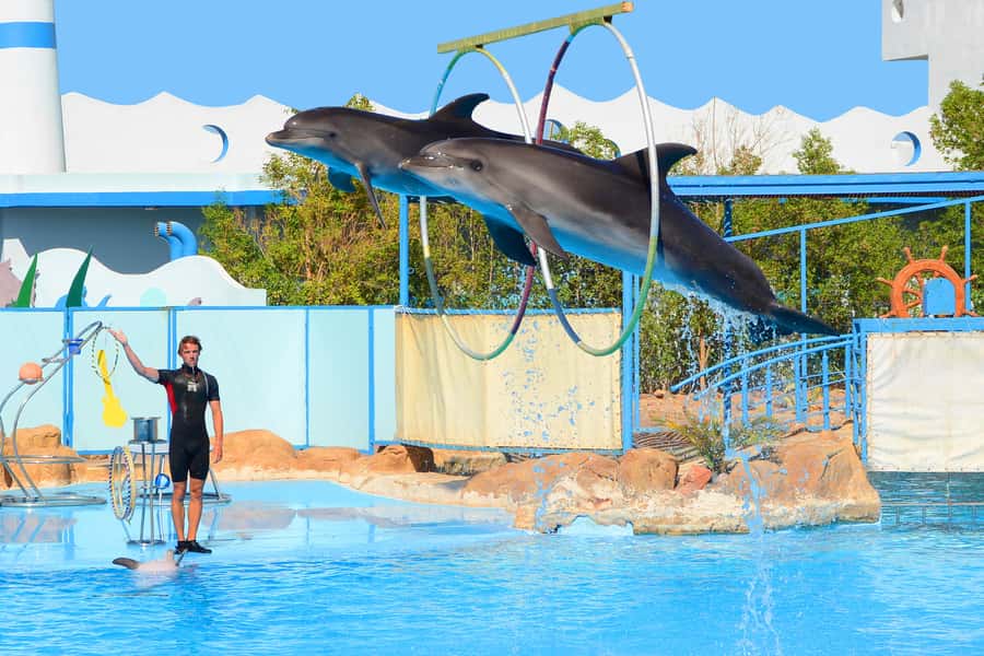 Hurghada: Dolphin World Show with Walruses and Pickup - Photo and souvenir reality: plan your budget and your boundaries