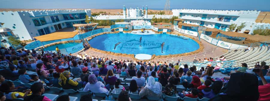 Hurghada: Dolphin World Show with Walruses and Pickup - The Dolphin World Show: what you will actually see