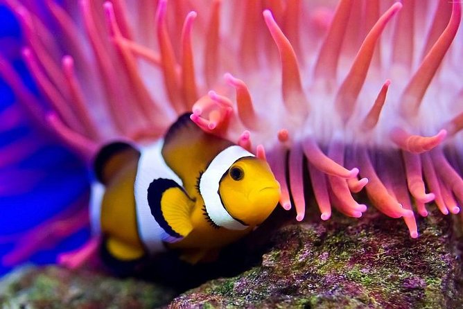Hurghada: Full-Day Diving Tour with Lunch & Two Dive Sites - Gear supplied and guidance in the water: the value of not managing details