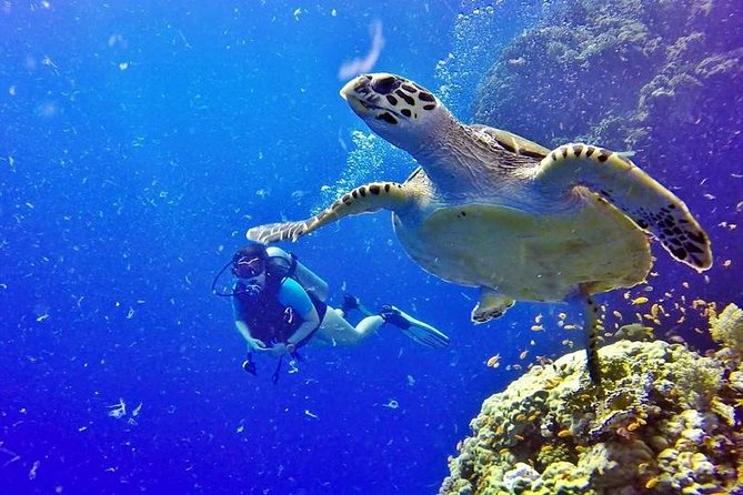 Hurghada: Full-Day Diving Tour with Lunch & Two Dive Sites - Price and value at $26: what you truly get