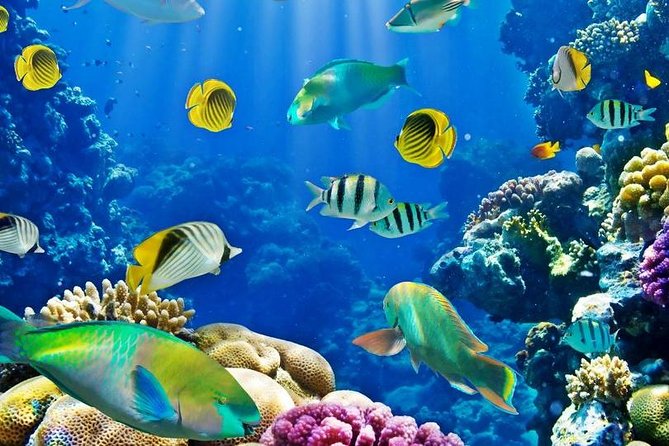 Hurghada: Full-Day Diving Tour with Lunch & Two Dive Sites - Who should book this scuba day, and who should think twice
