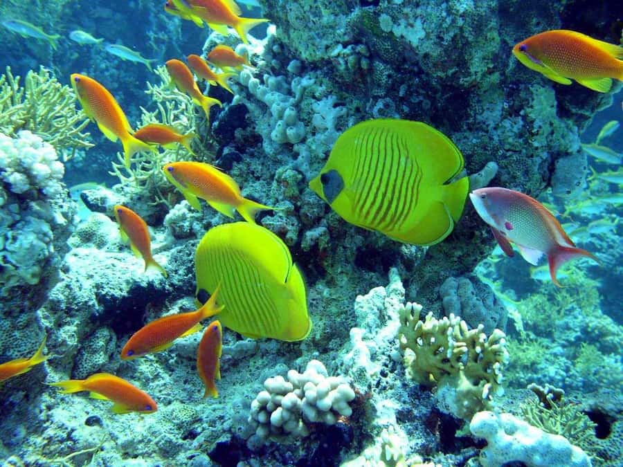 Hurghada: Full-Day Scuba Diving Tour with 2 Sites and Lunch - Gear and Instructor Coaching: The Part That Makes First Time Scuba Feel Manageable