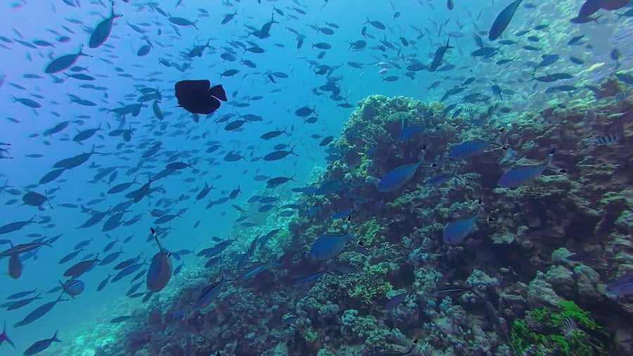 Hurghada: Full-Day Scuba Diving Tour with 2 Sites and Lunch - Lunch on Board: Fuel That Helps You Enjoy the Afternoon