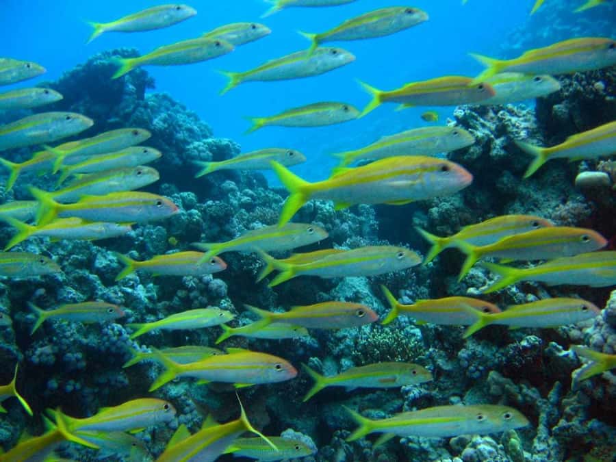 Hurghada: Full-Day Scuba Diving Tour with 2 Sites and Lunch - Pickup and Getting to the Boat, Without Wasting the Morning