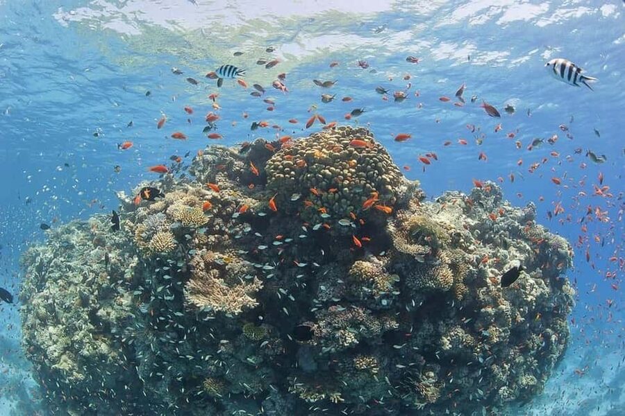 Hurghada: Full-Day Snorkeling Tour in Sharm El Naga w/Lunch - Coral reefs and the day-to-day reality of construction noise