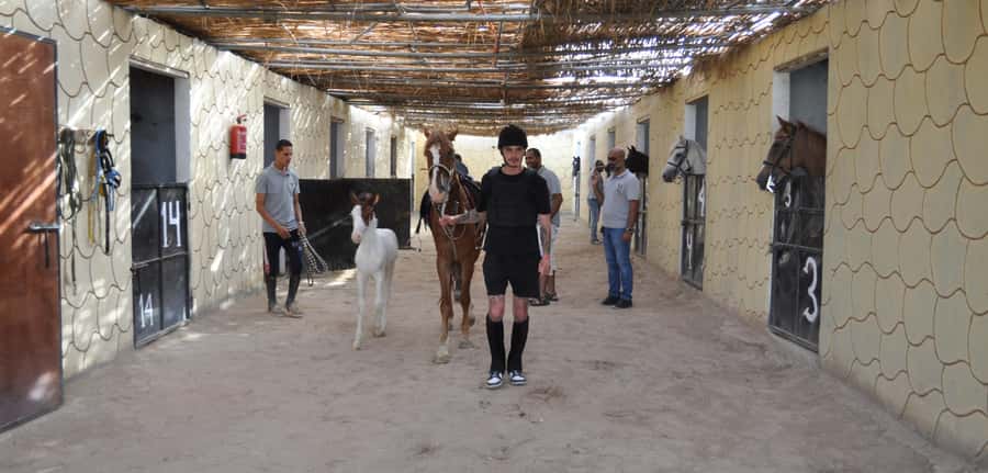 Hurghada: Horse Ride, BBQ Dinner, and Stargazing - Who Should Book This Tour, and Who Should Pass