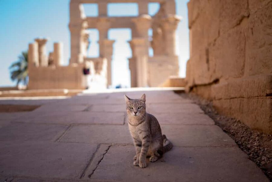 Hurghada: Luxor, Karnak Temple & Valley of the Kings - Karnak Temple and the Amun-Ra Power Center
