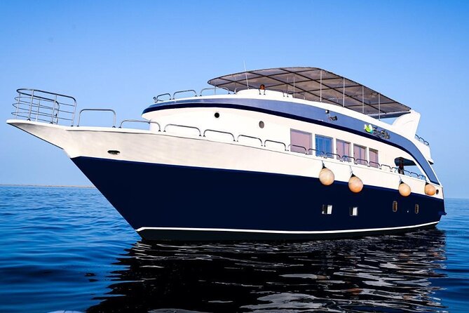 Hurghada: Luxury Cruise to Orange Bay & Hula Hula Island. - Dolphin House: how to enjoy wild dolphins without forcing it