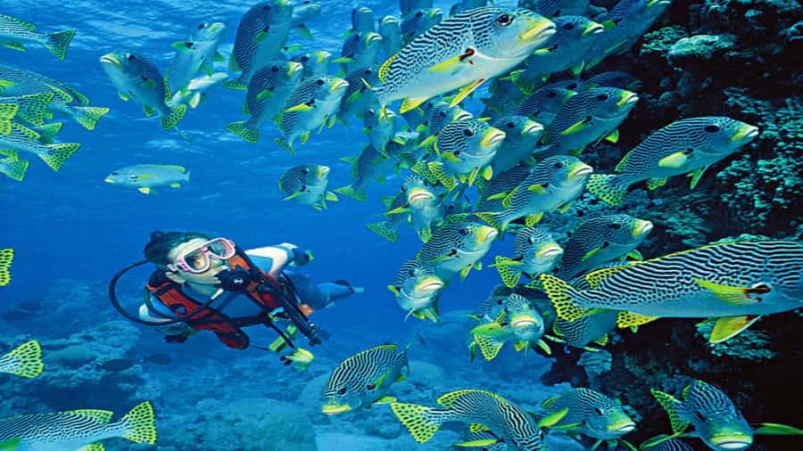 Hurghada:Luxury Diving & Snorkeling inc/Island/Lunch/Massage - How the 8-Hour Flow Feels in Real Time