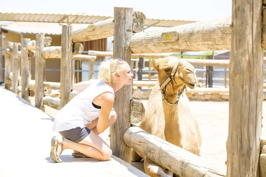 Hurghada: Mega Jeep safari, ATV & Bedouin vibe, and Dinner - Dinner, Tanoura, and fire show: the evening payoff
