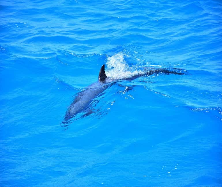 Hurghada or Makadi: Discover the Magic of Dolphin House - Sofa boat water fun, plus what wind can change