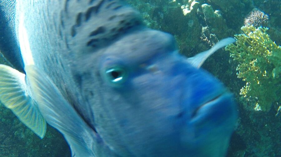 Hurghada: Orange Bay & Giftun Island, Snorkeling With Lunch - Marine life you can actually plan around: turtles, rays, and angel fish