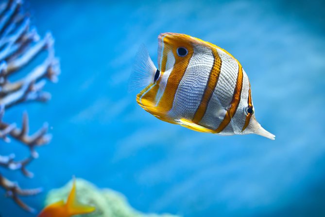 Hurghada: Orange Bay, Snorkeling, Watersports, Lunch & Drinks - Photos on the Boat and the Cash-Souvenir Reality