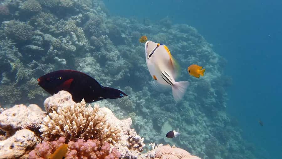 Hurghada: Premium Island Cruise with Lunch and snorkeling - Why This Hurghada Red Sea Island Cruise Works So Well