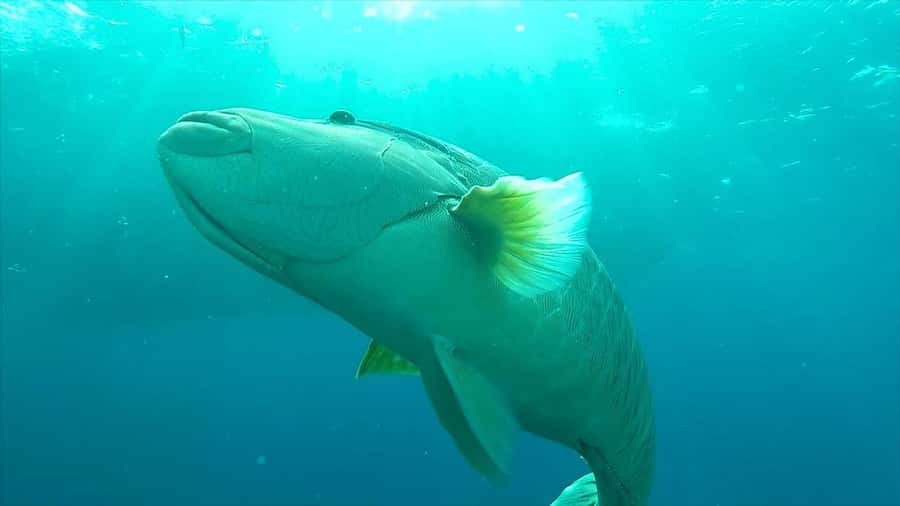 Hurghada: Premium Island Cruise with Lunch and snorkeling - Lunch on the Yacht: What You Get and Why It’s a Smart Part of the Day