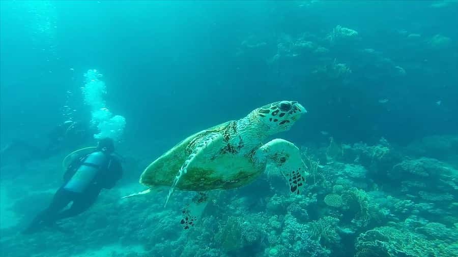 Hurghada: Premium Island Cruise with Lunch and snorkeling - Snorkeling With Expert Instructors: How the Stops Actually Feel