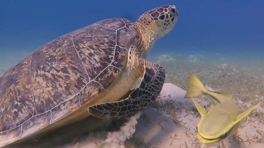 Hurghada: Premium Island Cruise with Lunch and snorkeling - Giftun Island and Orange Bay: 45 Minutes of Scenery, Plus Tides