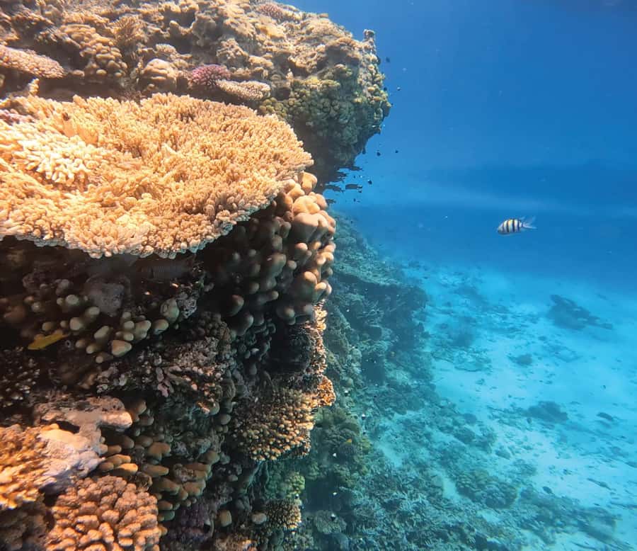 Hurghada: Premium Orange Island Cruise with Lunch & Transfer - Orange Island, two reefs, and a day that stays easy (mostly)