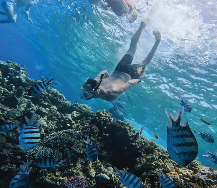 Hurghada: Premium Orange Island Cruise with Lunch & Transfer - The 8-hour rhythm, from pickup to marina to return