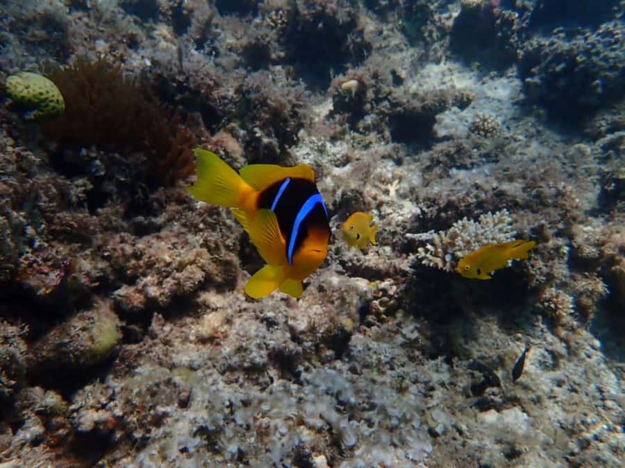 Hurghada: Private Speedboat to Magawish Island - Optional upgrades: parasailing, lunch, and massage