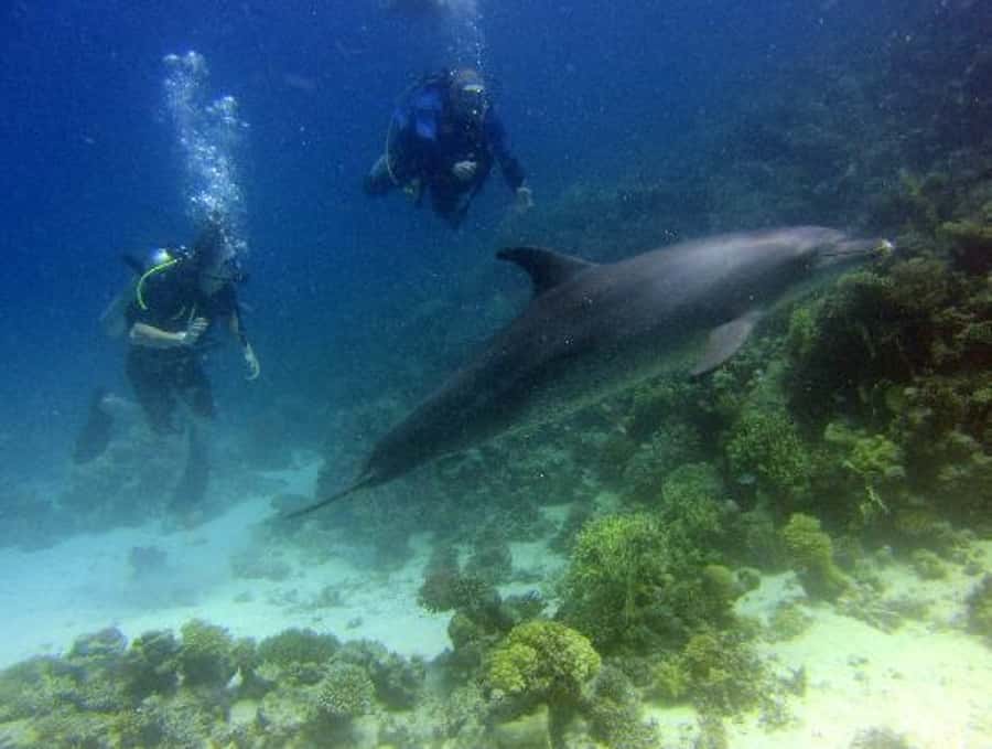 Hurghada, Professionals Diving in Open Water Tour with Lunch - Who this is best for, and who should skip it